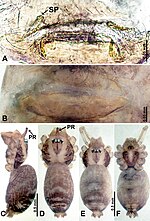 Miniatura para Psiloderces cuyapoensis