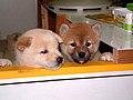 Puppies of a midget Shiba 1 - panoramio.jpg