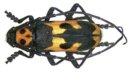 Purpuricenus dalmatinus