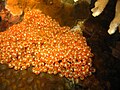 A colony of orange tunicates (Clavelina dimunata) in Pandan Islands