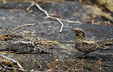 Pygmy Nightjar (Caprimulgus hirundinaceus) (1) .JPG