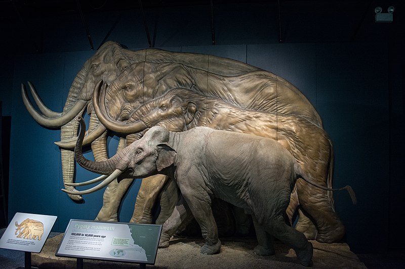 File:Pygmy mammoth model - Cleveland Museum of Natural History - 2014-12-26 (20426146573).jpg