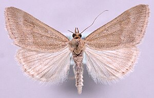 Pyrausta aerealis.jpg