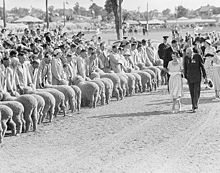 Queen Elizabeth II inspecting sheep at Wagga Wagga on her 1954 Royal Tour. Huge crowds met the Royal party across Australia. QueenElizabeth InspectingSheep WaggaWagga 1954.jpg