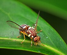 Квинслендская плодовая муха - Bactrocera tryoni.jpg