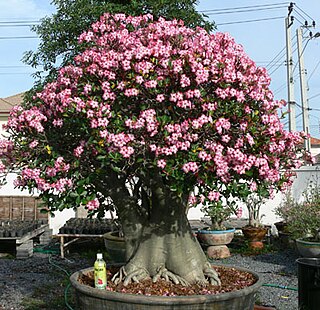 <i>Adenium arabicum</i> Species of flowering plant