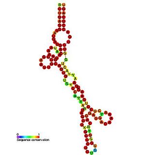 <span class="mw-page-title-main">Small nucleolar RNA SNORD89</span>