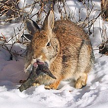 A rabbit with two dark protrusions, resembling tusks or horns, projecting from the top of its mouth. One curving to the rabbit's right is larger than its ear; the other curves left and is about one-quarter the size.