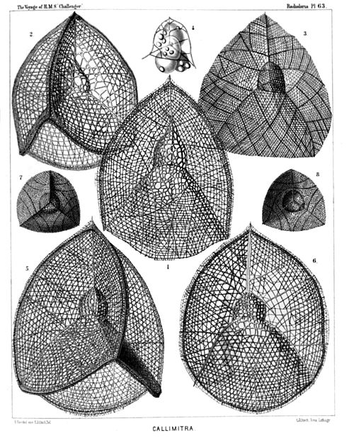 Plate 63.