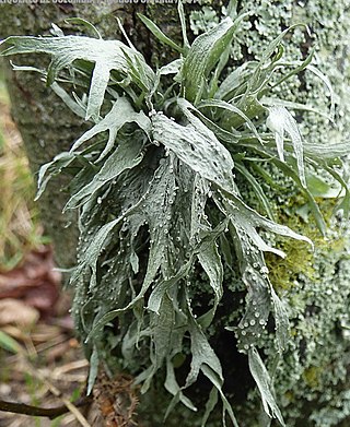 <i>Ramalina celastri</i> Species of lichen