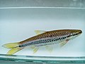 Thumbnail for Rasbora cephalotaenia