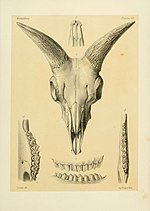 Thumbnail for File:Recherches pour servir à l'histoire naturelle des mammifères (Pl. 69) (7093198931).jpg