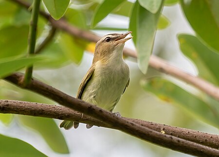 Fail:Red-eyed vireo (35215).jpg