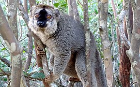 Red-fronted brown lemur at Lemur Island, Vakona Forest Lodge