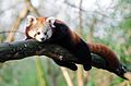 Red Panda (15981205898).jpg