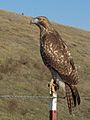 Immature on typical roadside hunting perch.