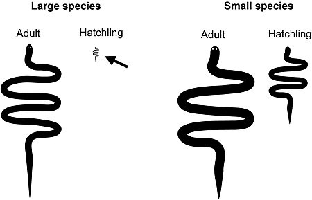 ไฟล์:Relative-offspring-size-hi-res.jpg