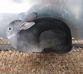 Rex rabbit - Wikipedia