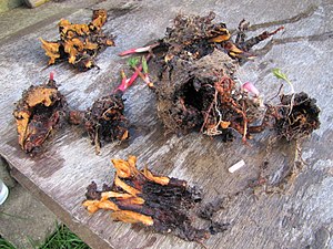 Rhizomes de rhubarbe creusés par du Verticillium.