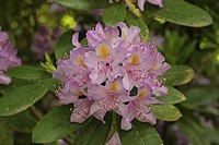 Rhododendron carolinianum (41263260375).jpg