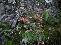 Rhododendron indicum satuki01.jpg