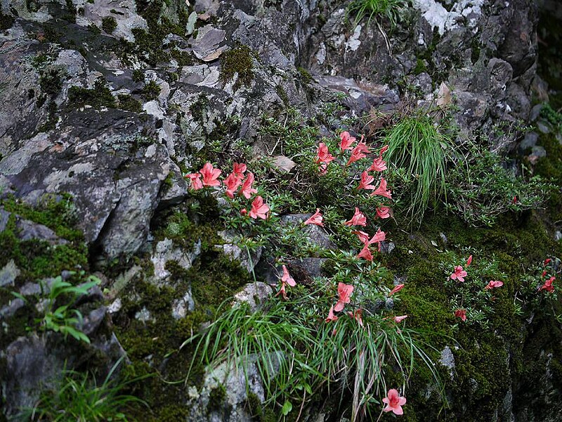 File:Rhododendron indicum satuki01.jpg