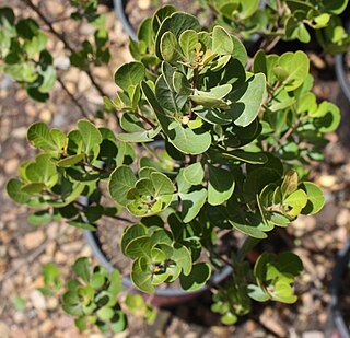 <i>Searsia glauca</i> Species of tree