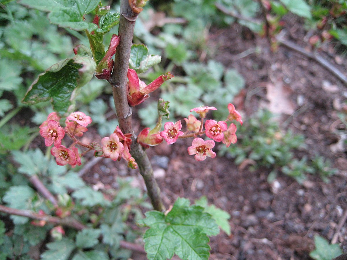 File Ribes Laxiflorum Flower Jpg Wikimedia Commons