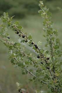 <i>Ribes leptanthum</i> Berry and plant
