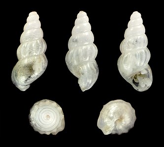 Rissoa gemmula