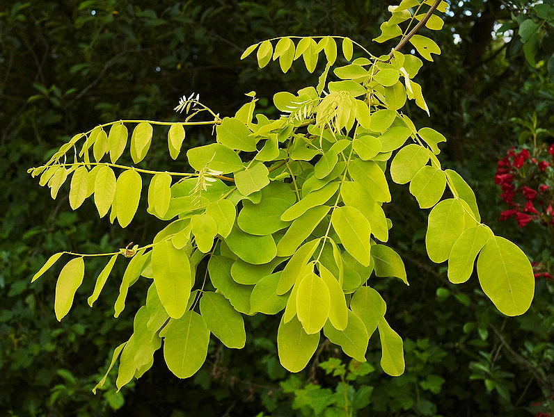 File:Robinia pseudoacacia B.jpg