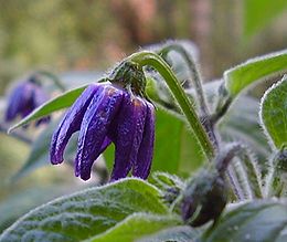 A rocoto paprika virága és szőrös levele