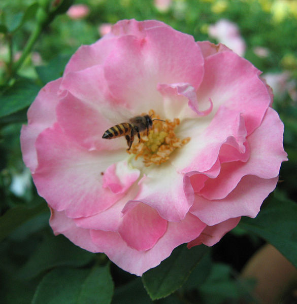 File:Rose (190).jpg