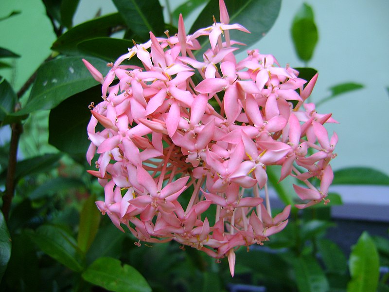 File:Rose ixora variety.jpg