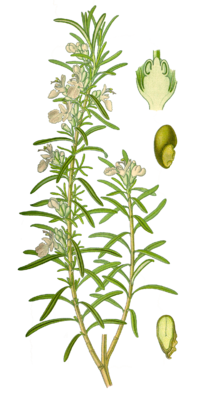 Ruusmariin (Rosmarinus officinalis)