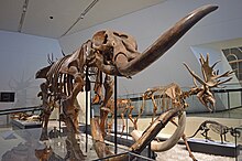 Fossils in the Gallery of the Age of Mammals Royal Ontario Museum (9677667586).jpg