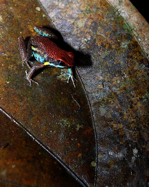 File:Ruby poison frog.jpg