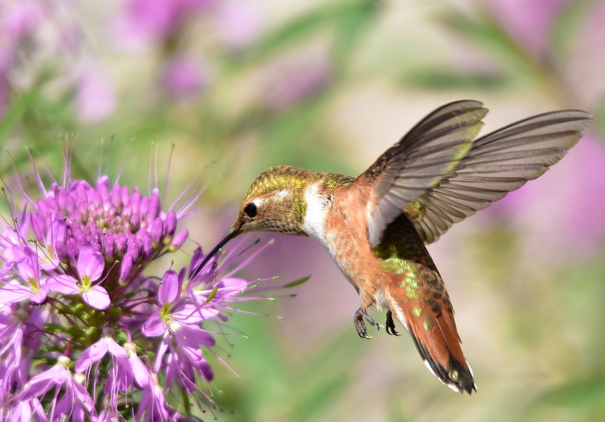 Rufous hummingbird at Seedskadee National Wildlife Refuge (42191201730).jpg