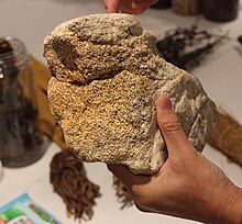 A chunk of long gu (fossil mammalian bone) Ryuukotu.jpg