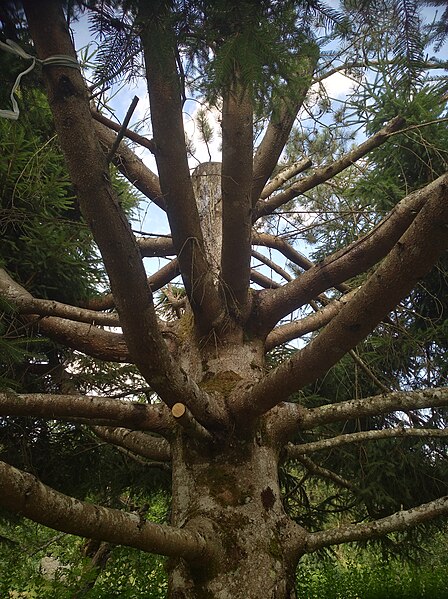 File:Saint-Priest-la-Vêtre - Arbre sans crête à Crocombe (juil 2018).jpg