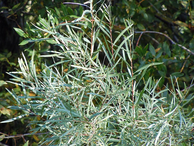 File:Salix exigua (5001878120).jpg