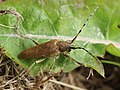 Saperda carcharias (Linnaeus, 1758)