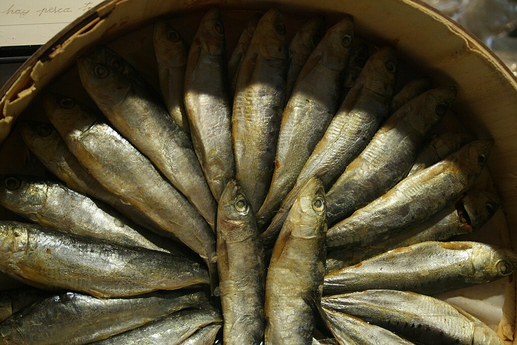 Resultado de imagen de Sardinas wikipedia