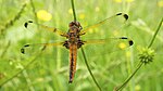 Libellula fulva – Oberseite