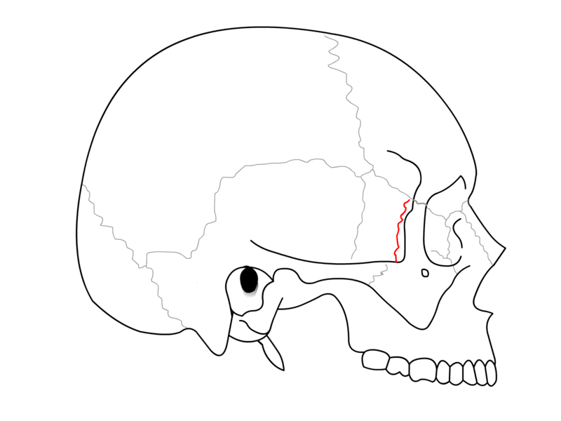 File:SchaedelSeitlichSutur12.png