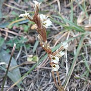 Schiedeella crenulata