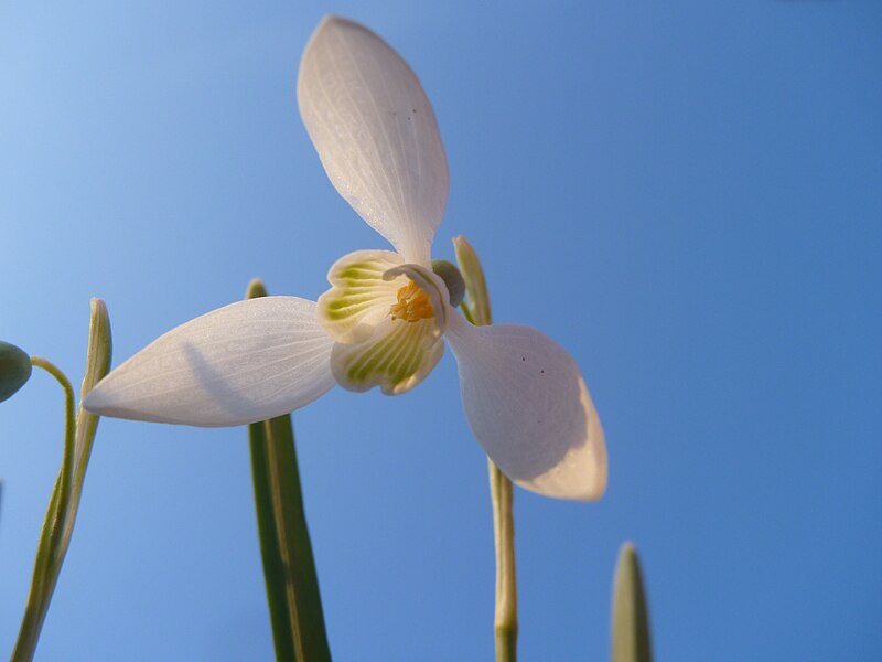 File:Schneegloeckchen-01.JPG