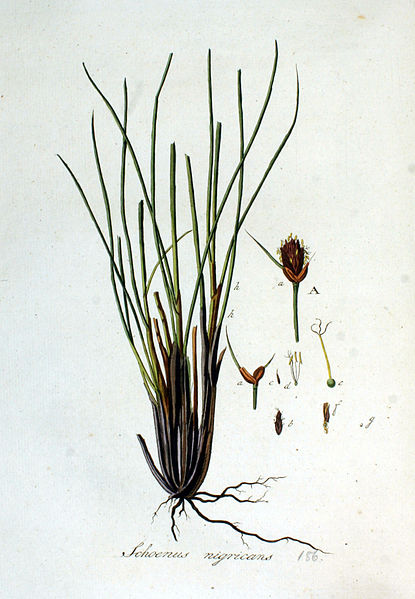 File:Schoenus nigricans — Flora Batava — Volume v3.jpg