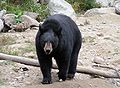Amerikaanse zwarte beer in Canada