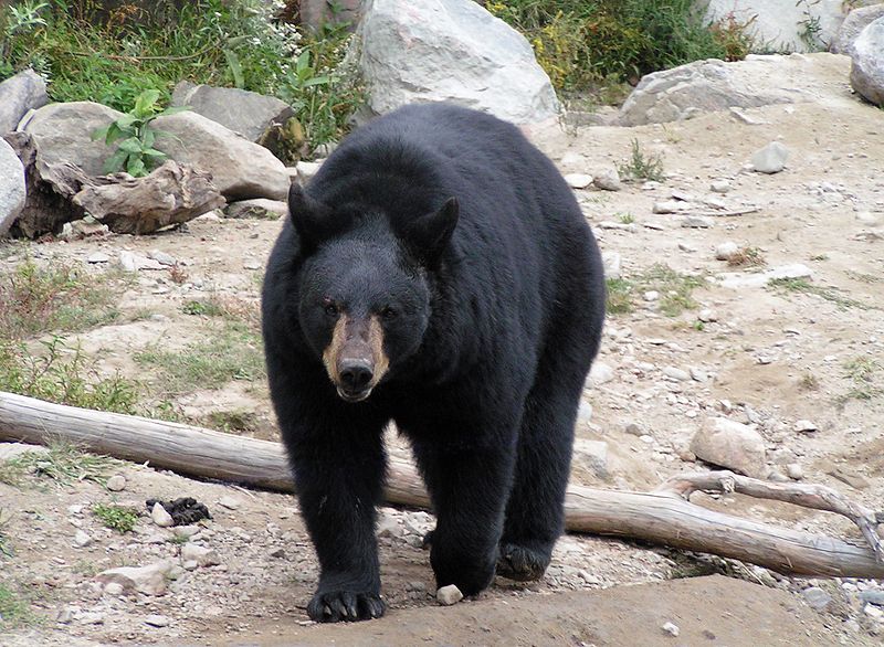 File:Schwarzbär-Omega Park.jpg